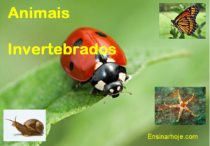 Read more about the article Animais invertebrados