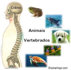 Read more about the article Animais vertebrados