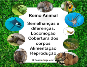 Read more about the article O Reino Animal – Características.