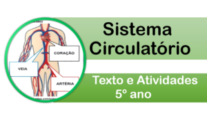 Leia mais sobre o artigo Sistema Circulatório: texto e atividades